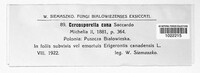 Cercosporella virgaureae image